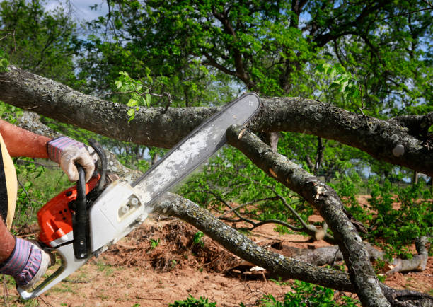 Best Commercial Tree Services  in Stewartstown, PA